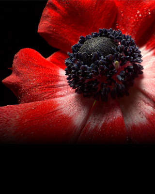 Nahaufnahme einer Blume